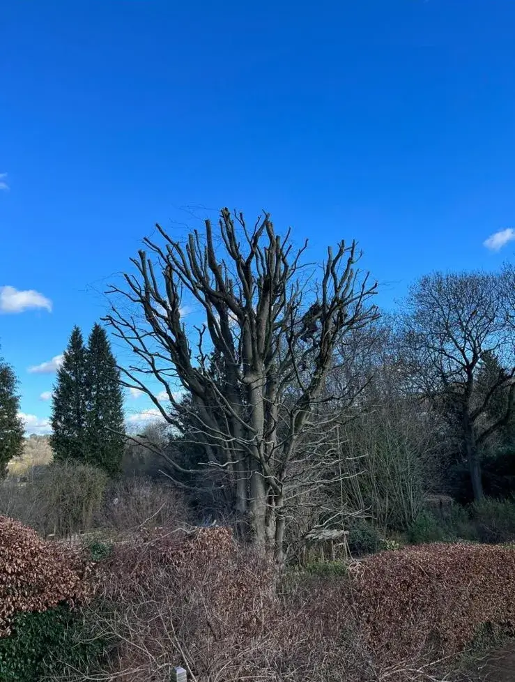 Large garden tree after crown reduction above a beech hedge in Banstead