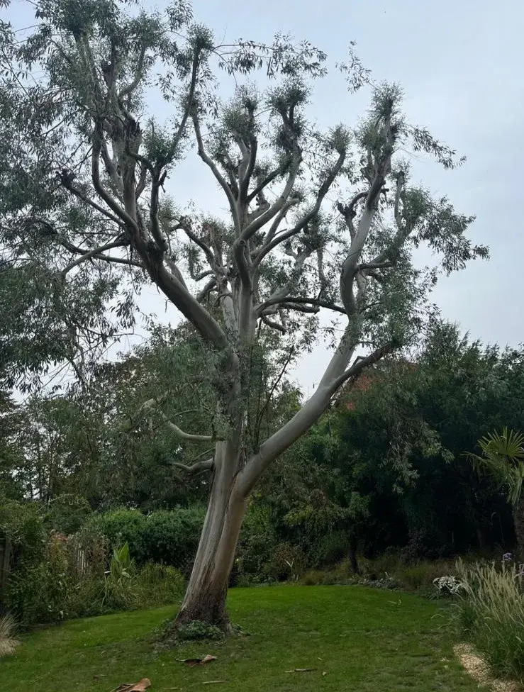 Mature eucalyptus reduced and balanced in a Banstead garden