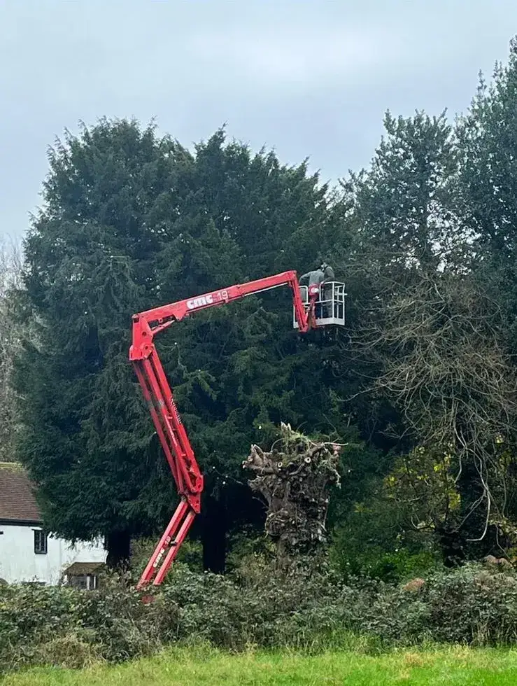 Tracked lift working in tall conifers beside a pollarded willow in Carshalton Beeches