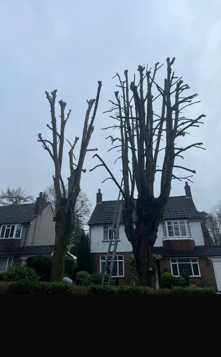 Two pollarded street trees in front of a Carshalton Beeches house