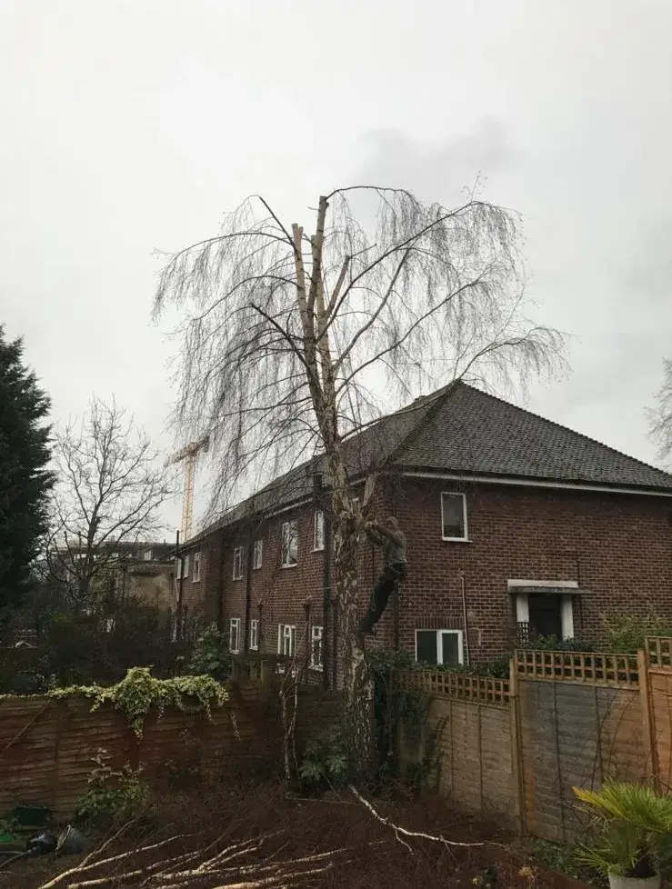 Tree surgeon dismantling a birch tree beside a house in Carshalton Beeches