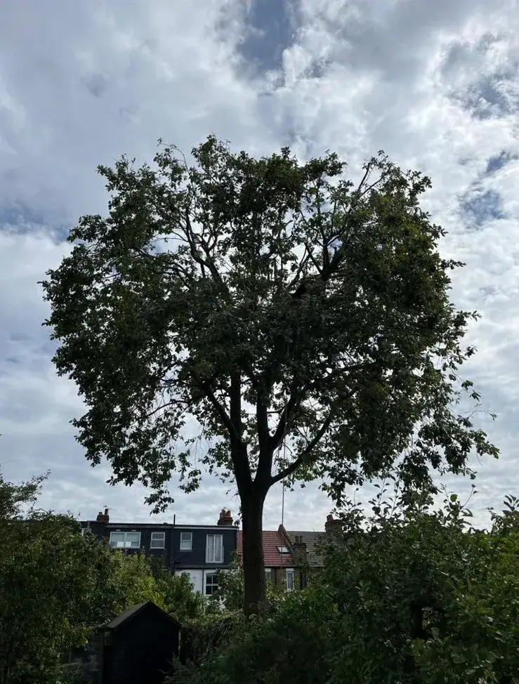 Full oak crown above houses in Horley after careful thinning