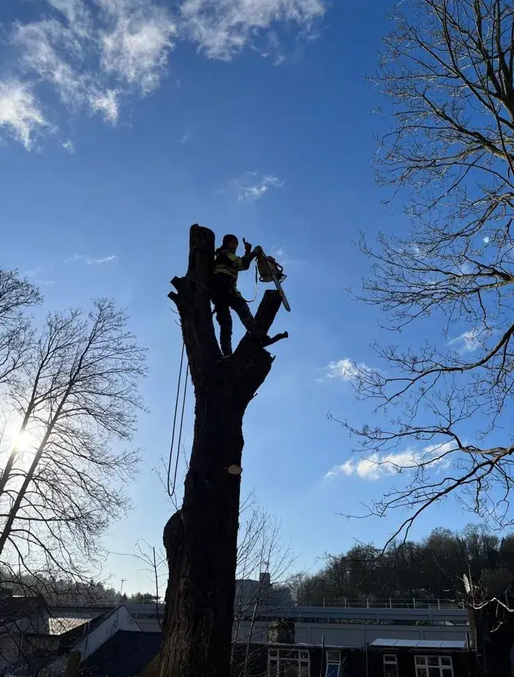 Tree surgeon at the top of a tall trunk taking it down in sections