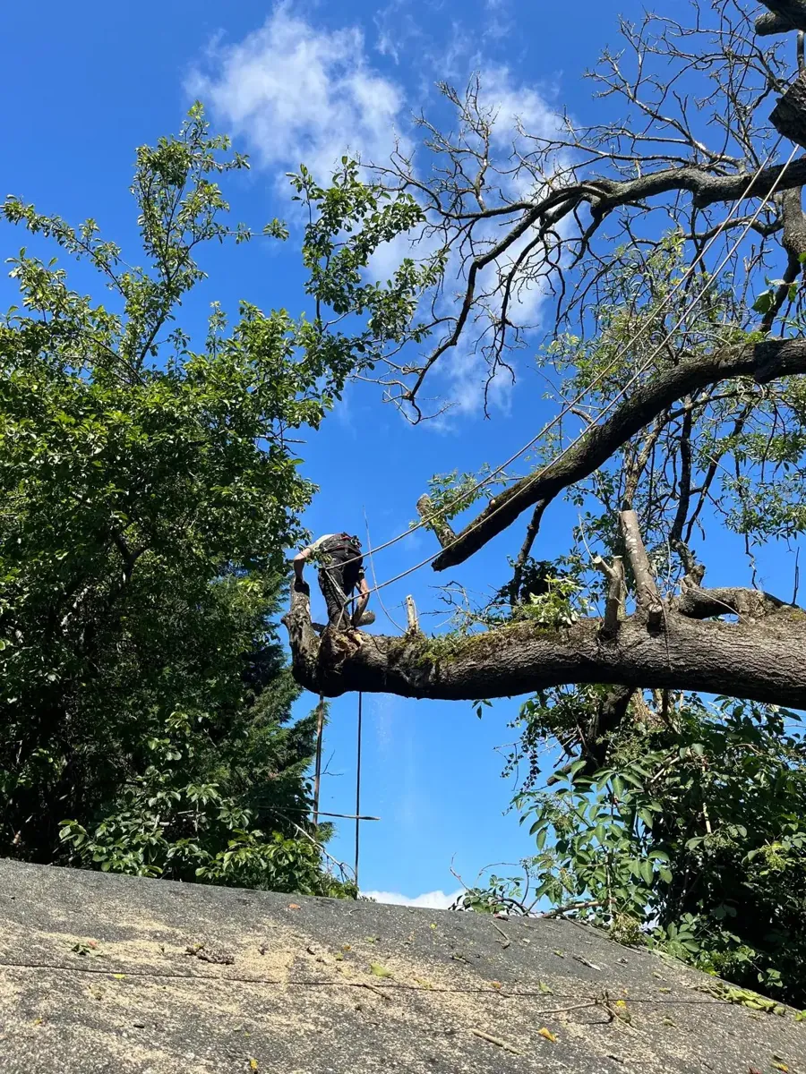 Climber rigging a heavy limb for removal above a flat roof in Merstham