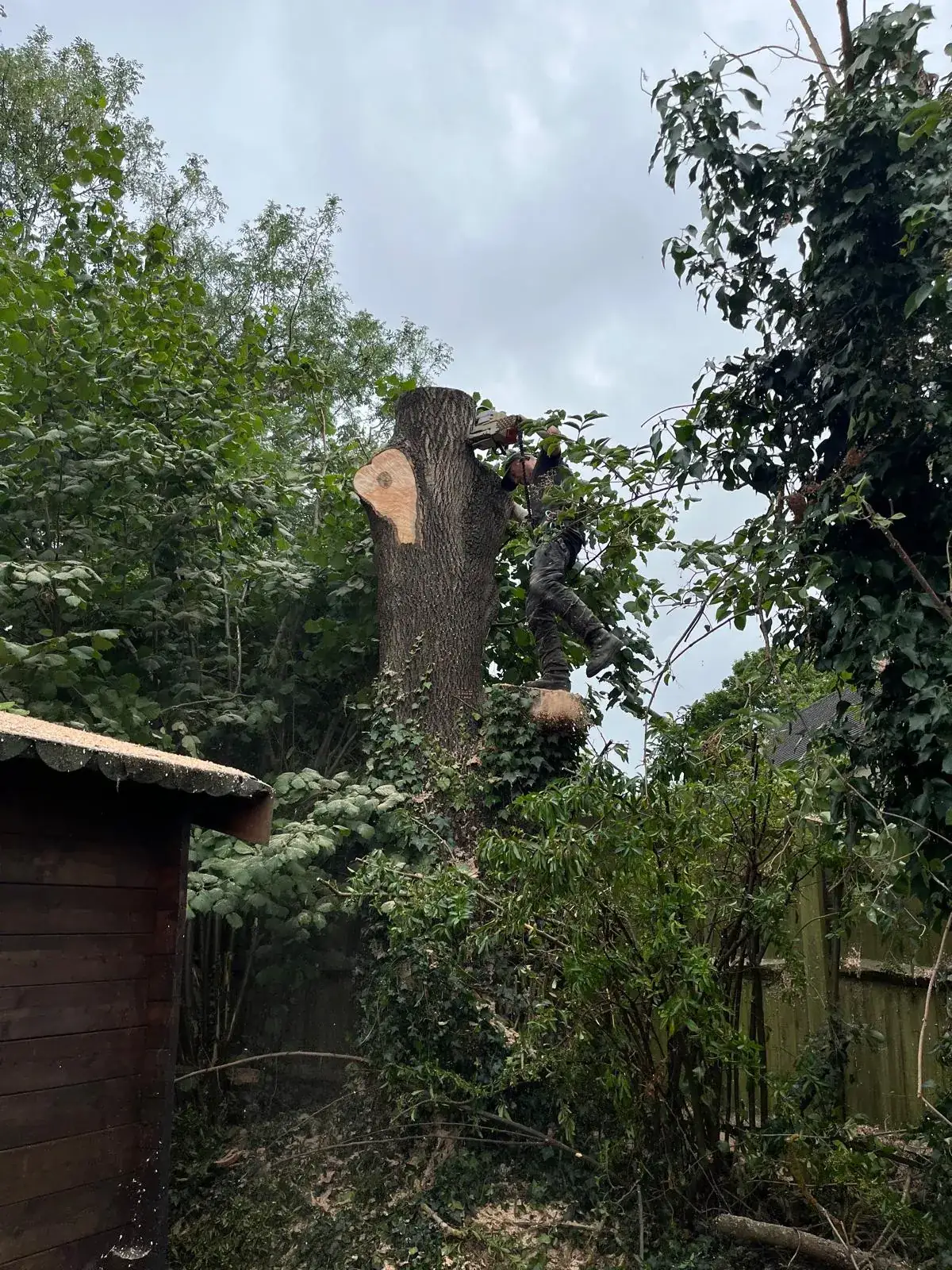 Cut of Art tree surgeon dismantling a large tree in sections in Nork