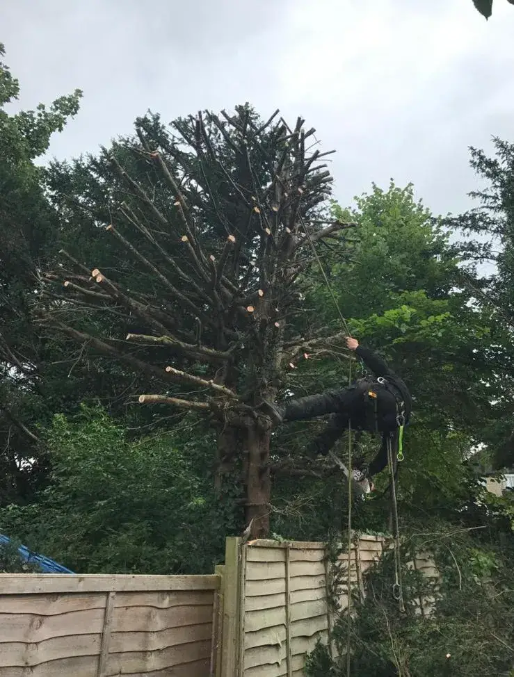 Tree surgeon removing a conifer beside a garden fence in Purley