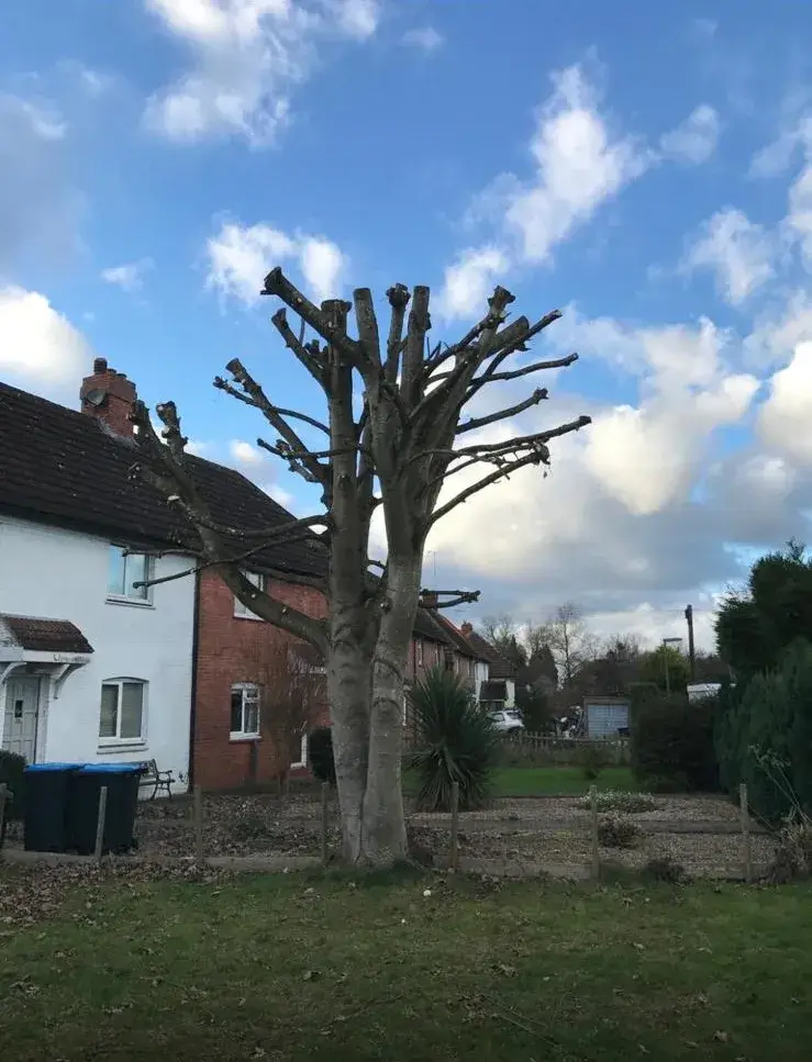 Freshly pollarded tree beside a house in Purley