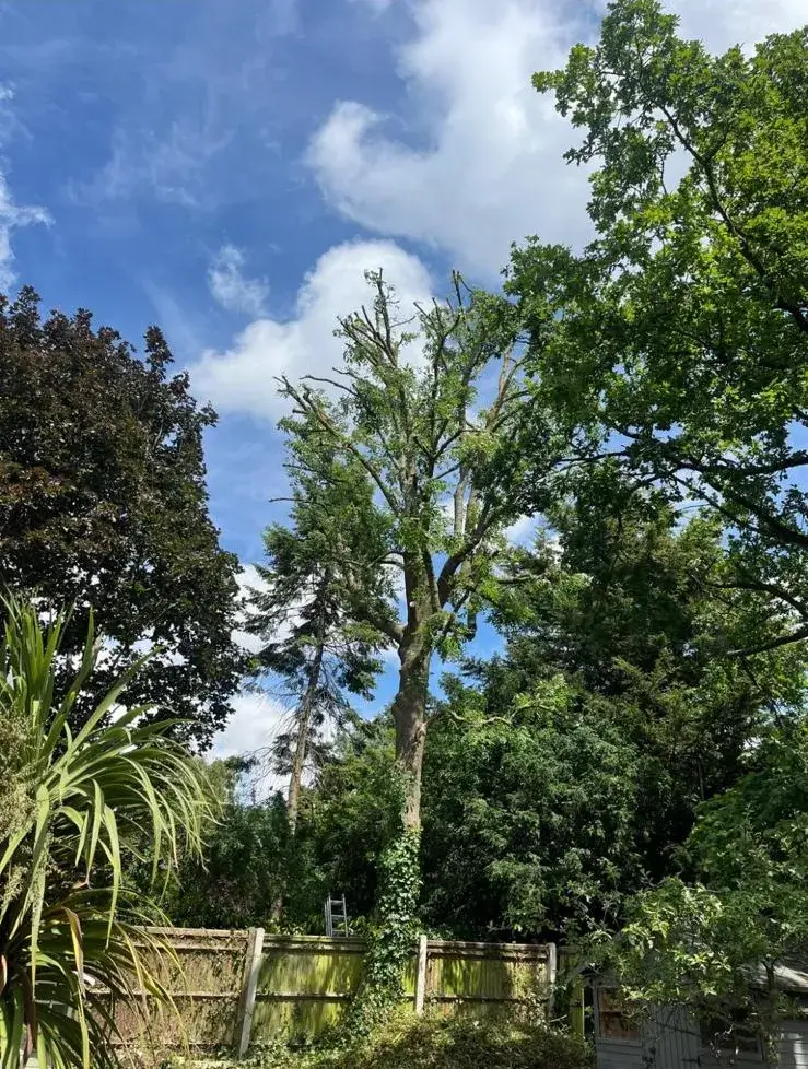 Tall garden tree after reduction above a fence in Purley