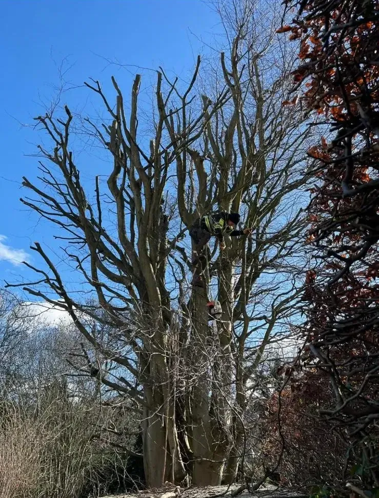 Cut of Art climber working through the crown of a large pollarded tree in Salfords