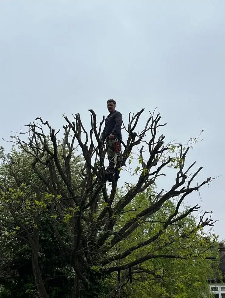 Tree surgeon standing in a freshly pollarded crown in Woodmansterne